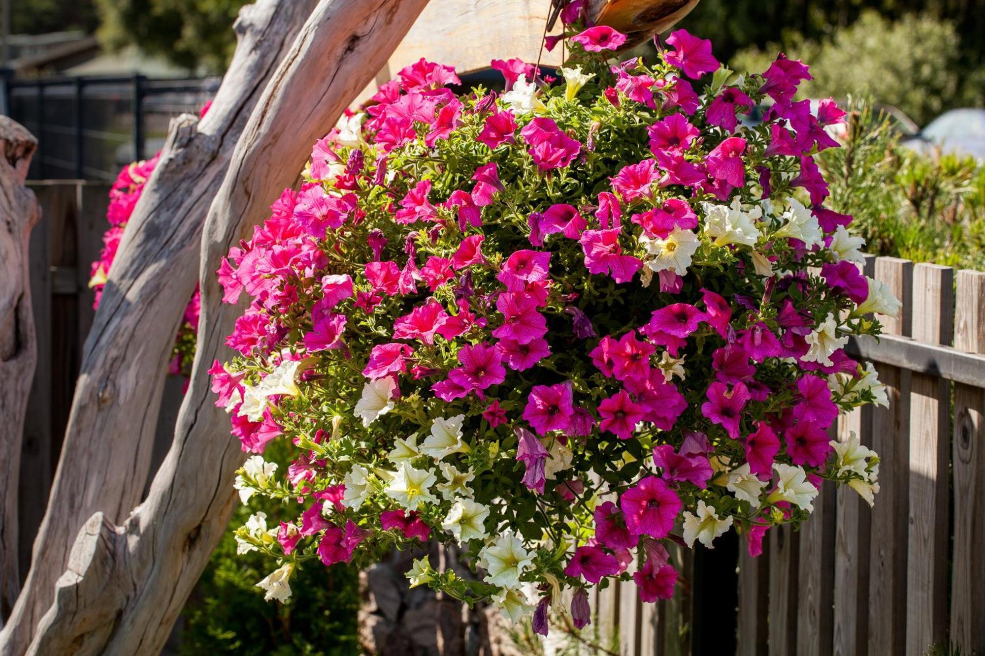 Vila Sraige Palanga Esterno foto